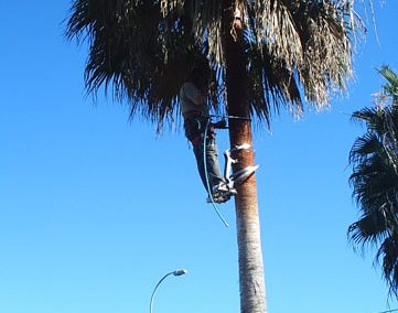 Poda de Palmeras