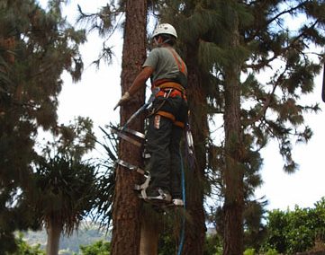 Tala controlada de Pinos