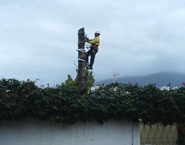 Tala controlada de grandes ejemplares