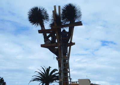 Transplante de drago de gran porte